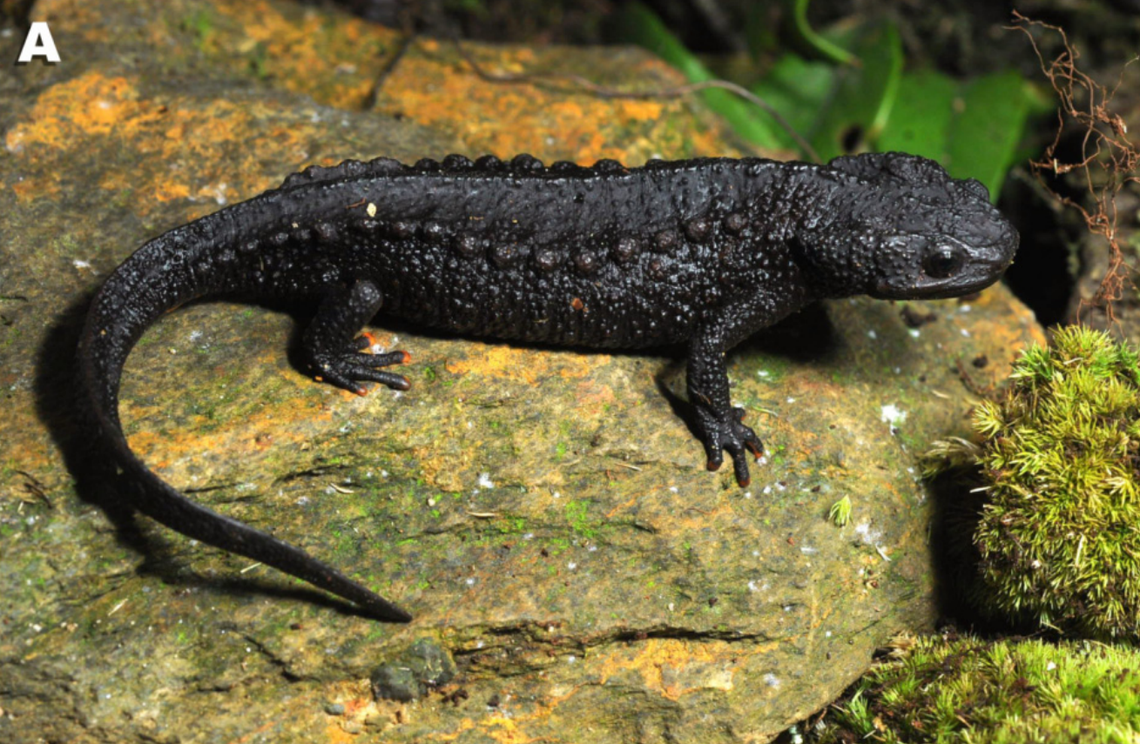 A female Tylototriton koliaensis, or Cao Bang crocodile newt.