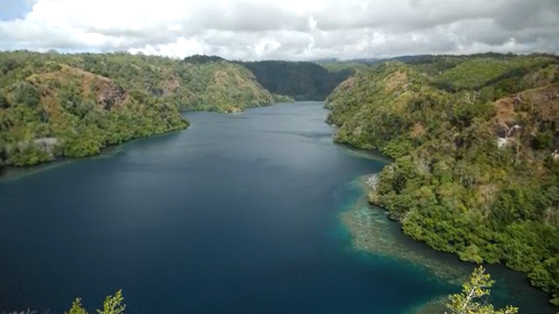 Only a single specimen was discovered perched on a coral outcrop off the coast of Tufi.
