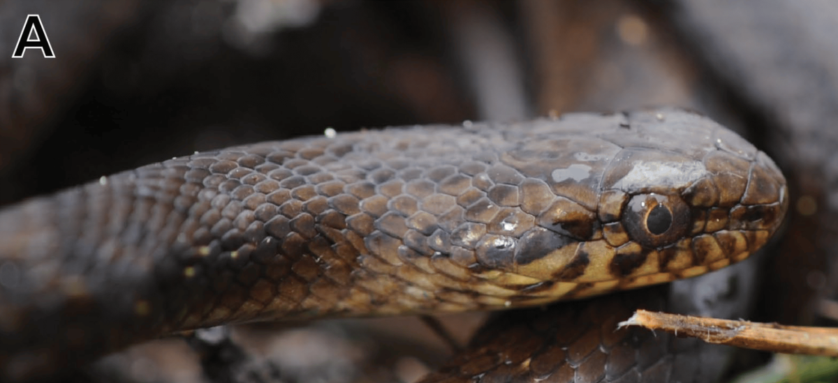 A close-up photo shows the eyes of a Tachymenoides goodallae, or Goodall’s slender snake.