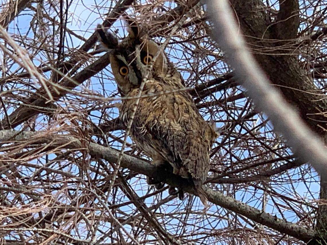 The long-eared owl seen at Al Wathba Wetland Reserve in January 2022.