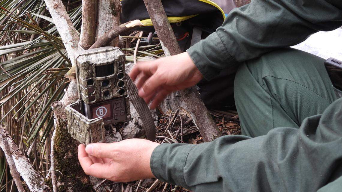 Trail cameras photographed an endangered mammal in Cao Bằng province for the first time in decades, ending a yearslong search.