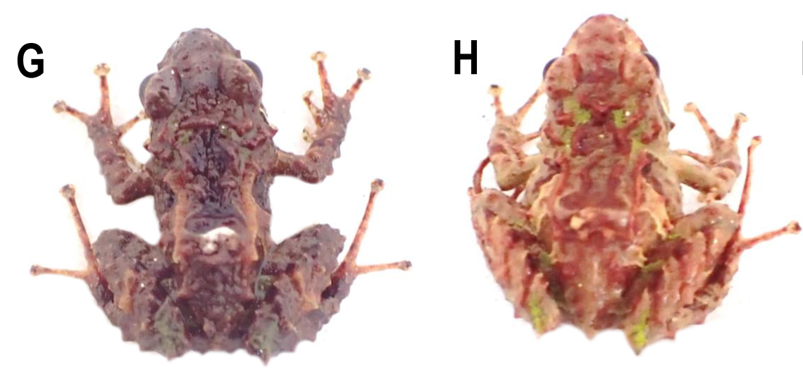 A pair of Pristimantis praemortuus, or Praemortuus’ rainfrogs, as seen from above.