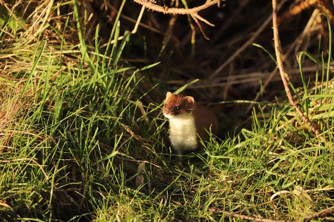 Stoats are relatives of weasels and are the number one killer of many native species in New Zealand, according to experts.