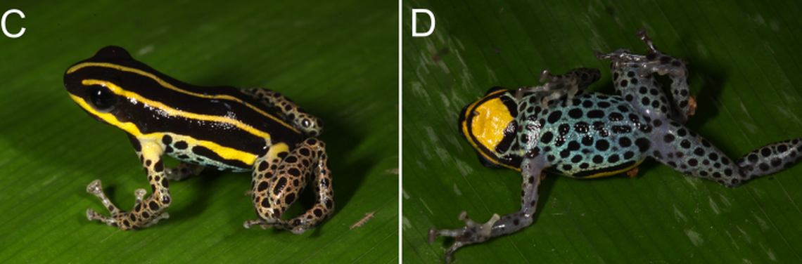 According to researchers, the new species shows low variability in its color patterning from specimen to specimen, which is unusual for poison dart frogs.