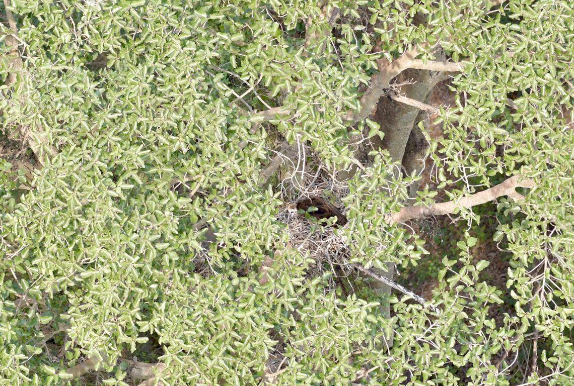 The first active hooded vulture nest found in KwaZulu-Natal as seen from above.