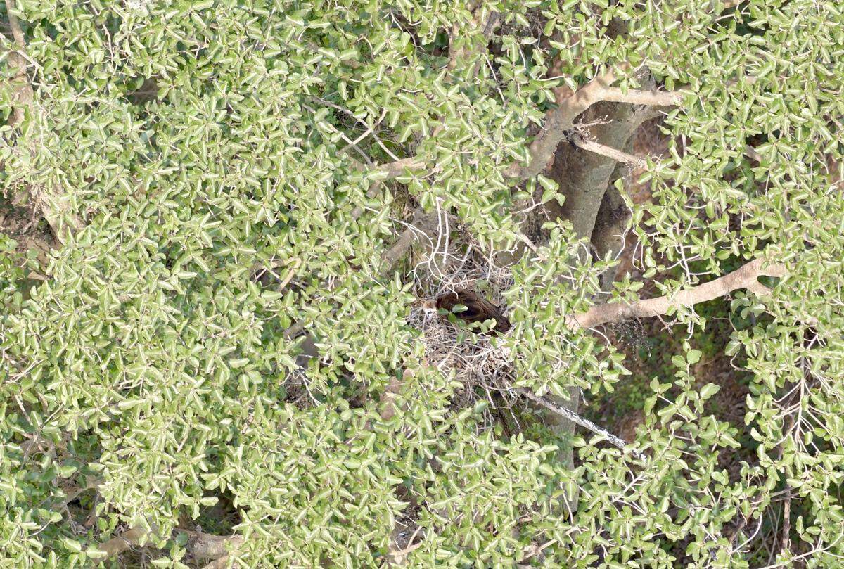 The first active hooded vulture nest found in KwaZulu-Natal as seen from above.