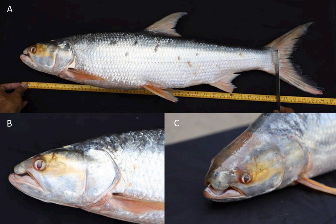 The giant salmon carp is identifiable by it’s oddly shaped mouth, researchers said.