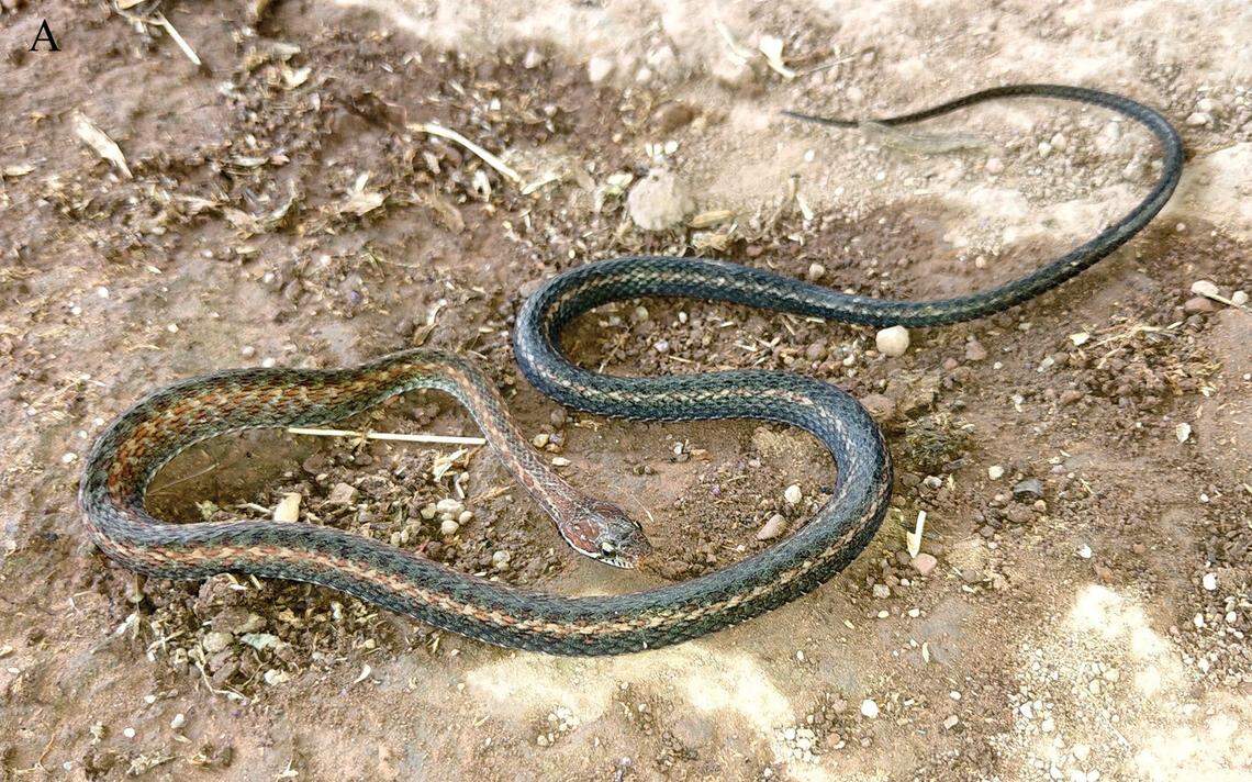 A Hebius shantianfangi, or Shan’s keelback snake.