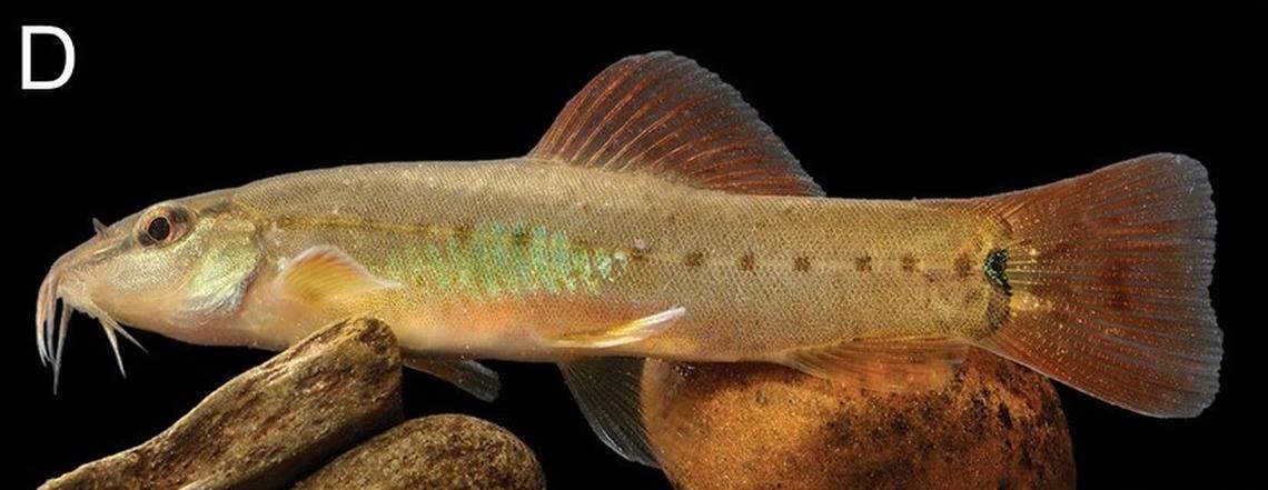 A Traccatichthys punctulatus, or spotted stone loach.