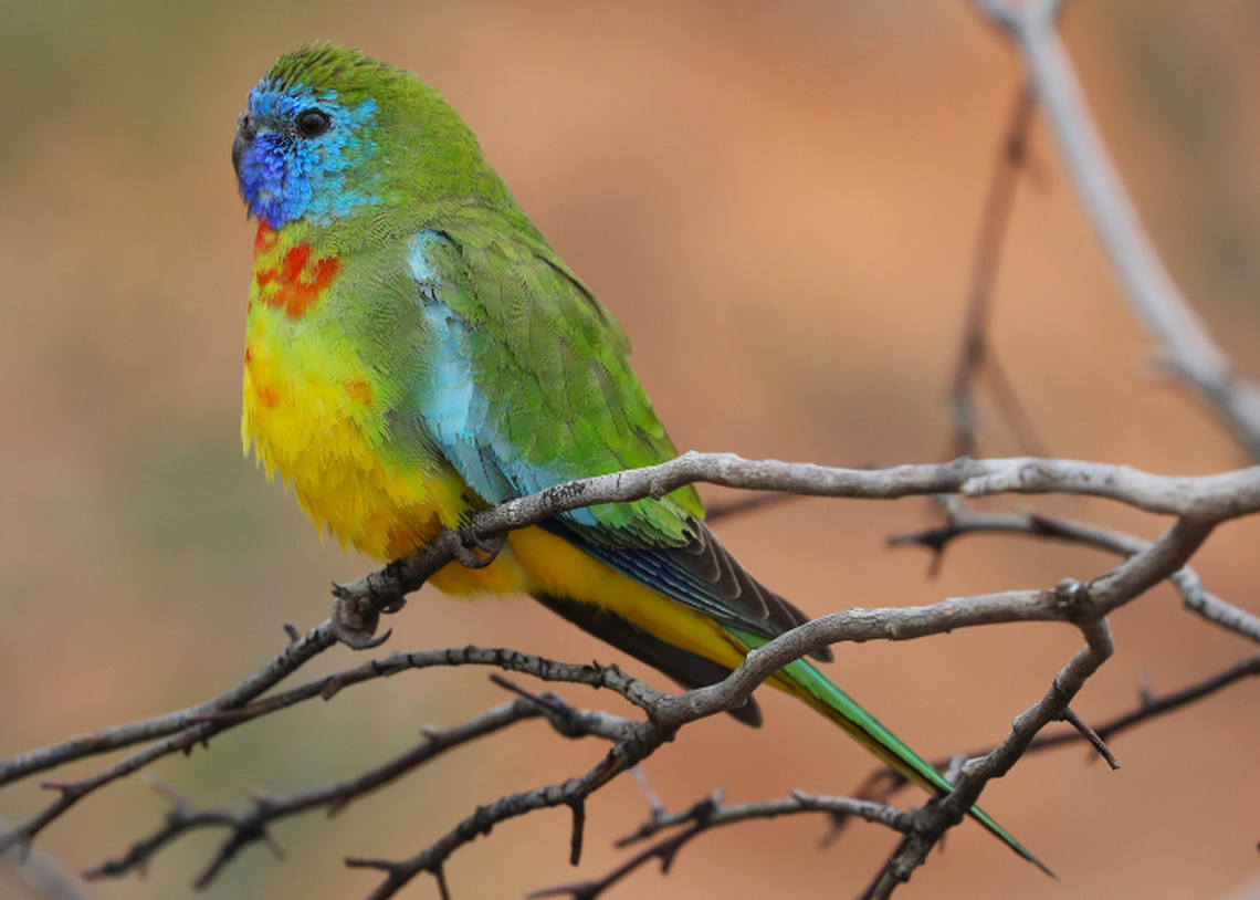 A scarlet-chested parrot seen at Scotia Wildlife Sanctuary.