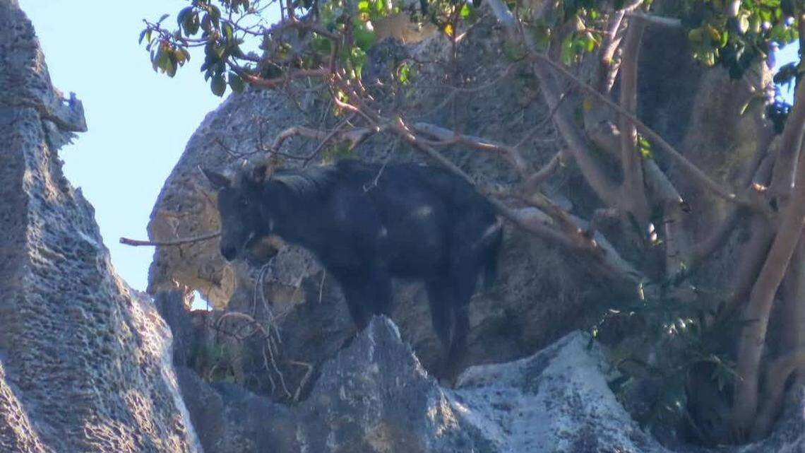 The serow seen at Khao Sam Roi Yot National Park.