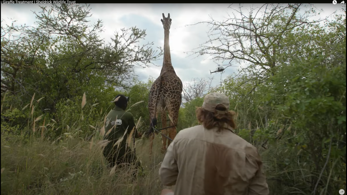 A giraffe’s unique physiology makes full anesthesia risky and dangerous for the animal and cannot be used during treatment, the Sheldrick Wildlife Trust said.