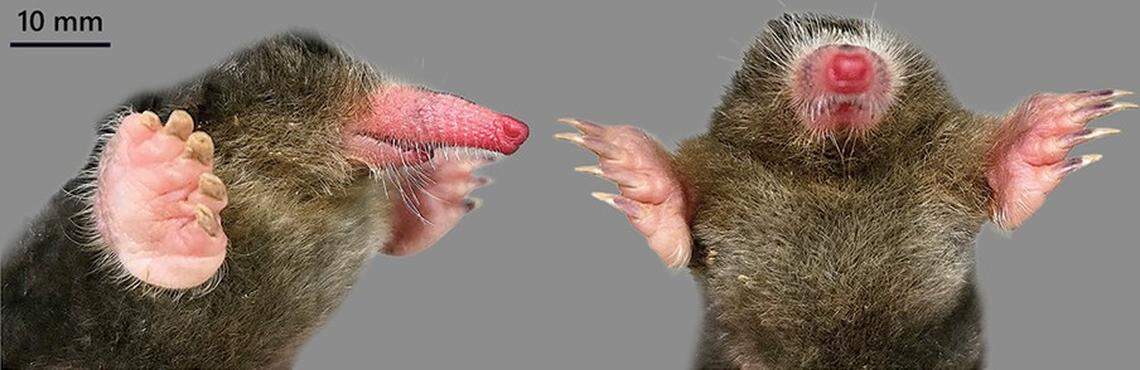 The head of an Euroscaptor darwini, or Darwin’s mole.