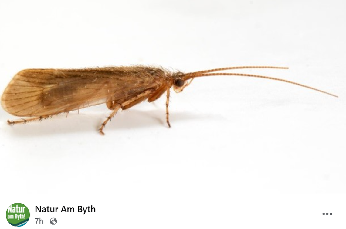 The rare caddisfly species was believed to have been extinct since 2016, experts said.