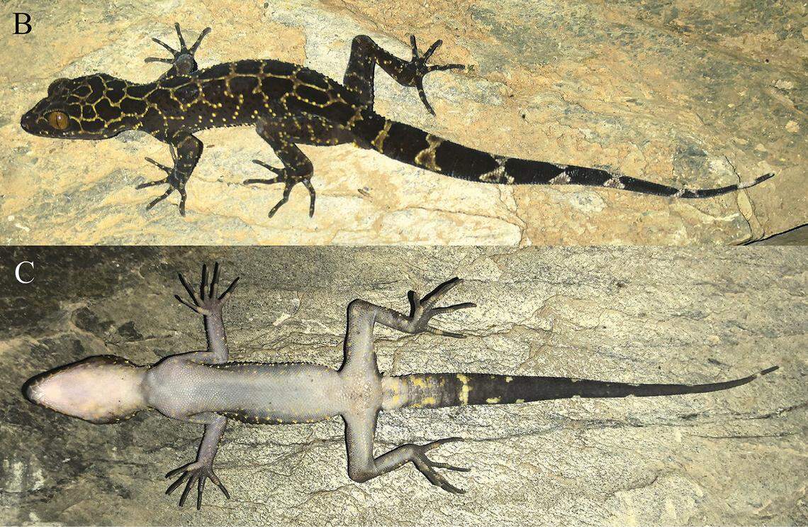 A Cyrtodactylus nangunhe, or Nangunhe bent-toed gecko.