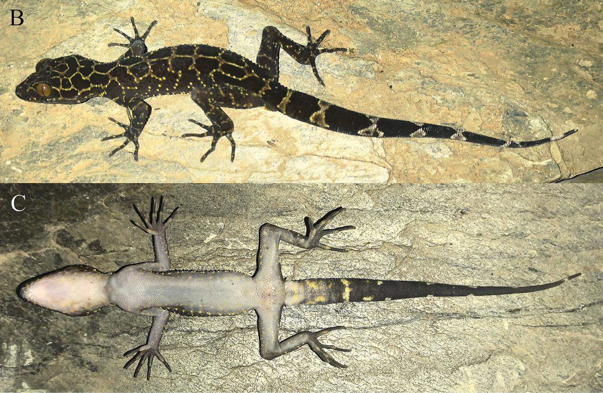 A Cyrtodactylus nangunhe, or Nangunhe bent-toed gecko.