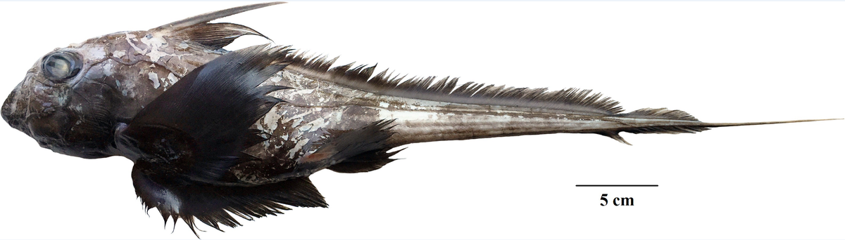 A Chimaera supapae, or Andaman shortnose chimaera.