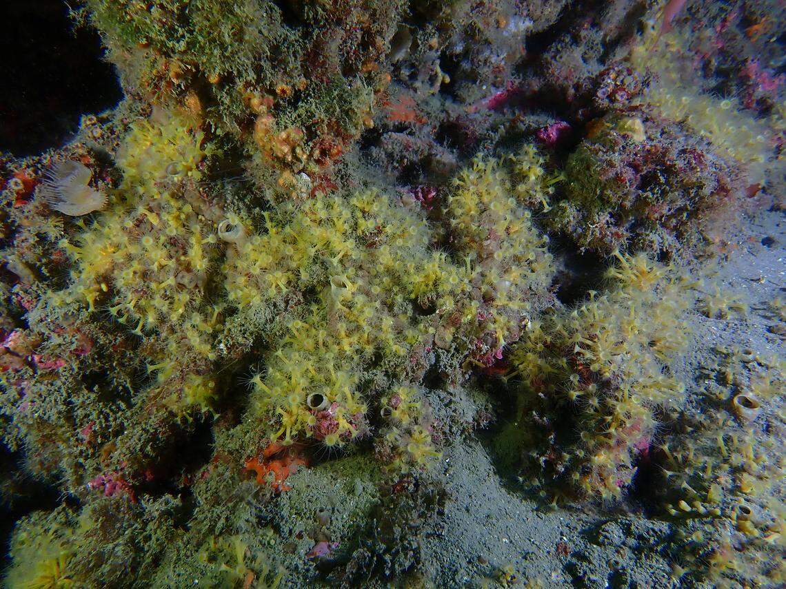 A Parazoanthus franciscae, or Francisca’s cluster anemone.