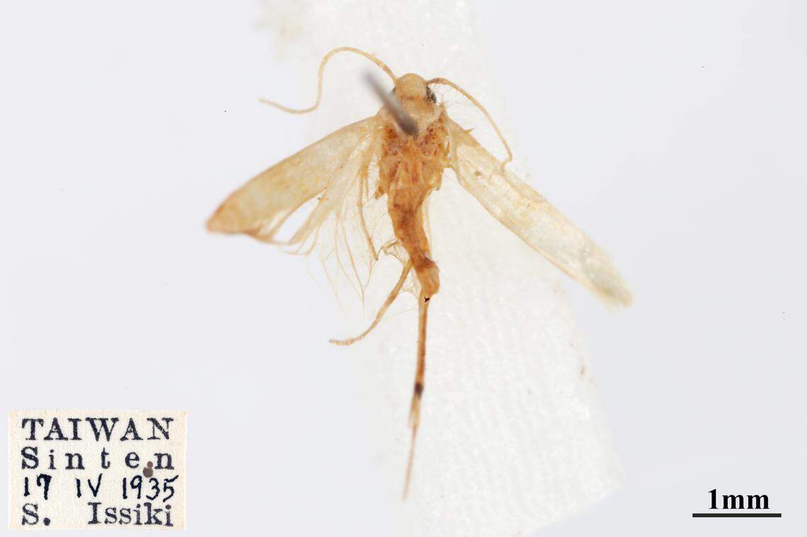 The preserved moth specimen, identified as Pachyrhabda citrinacma, found in the collection of National Taiwan University.