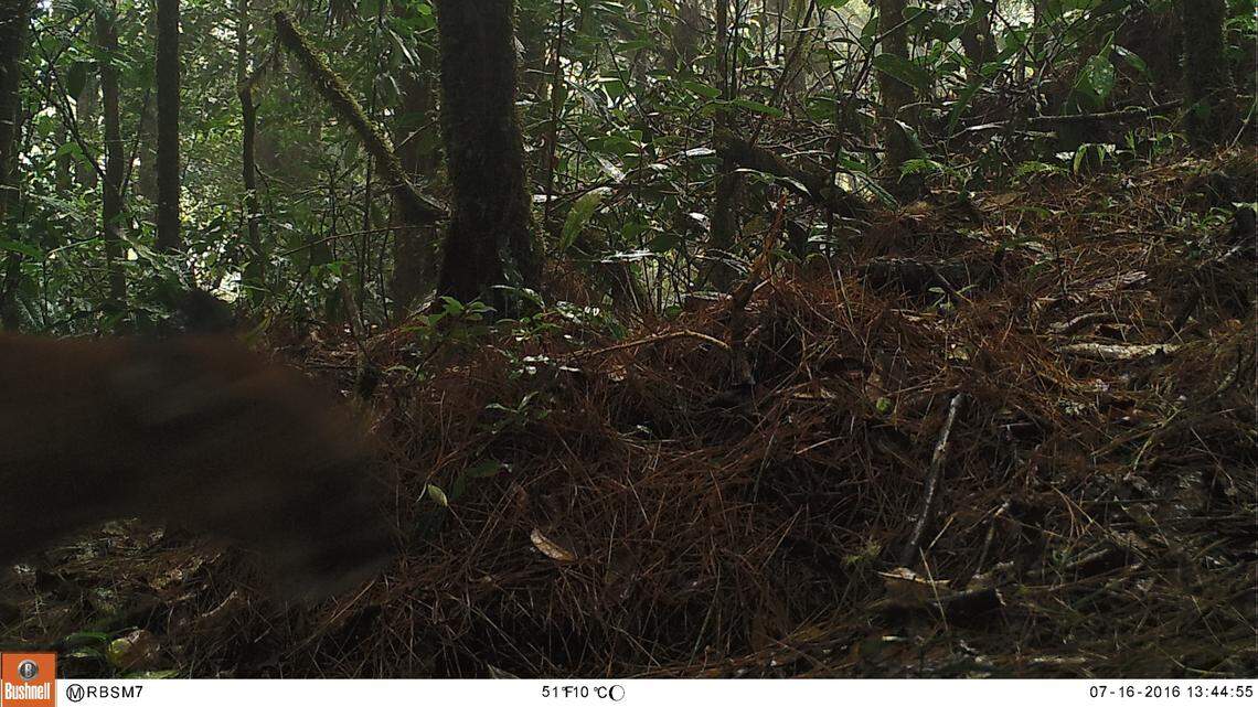 Trail cameras photographed two species of “apex predators” at a nature reserve in Guatemala for the first time, a study said.