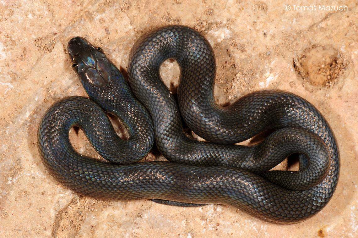 A Boaedon subniger, the new species of African house snake.