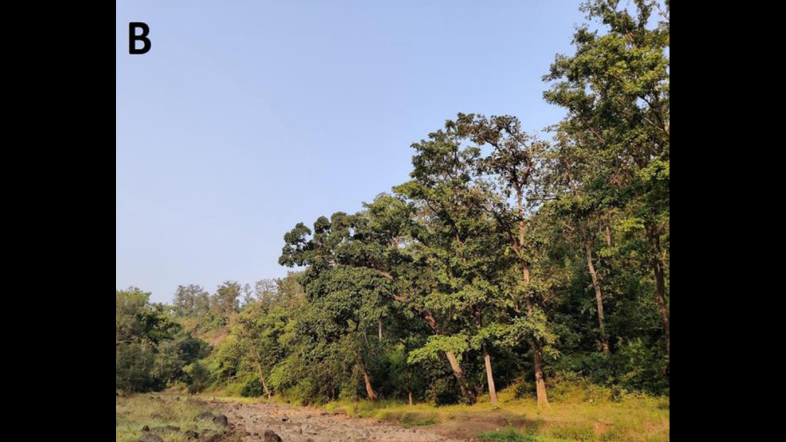 Scientists found a “snake-eyed” creature with a “pocket” on its neck in forests of western India and discovered a new species, a study said.