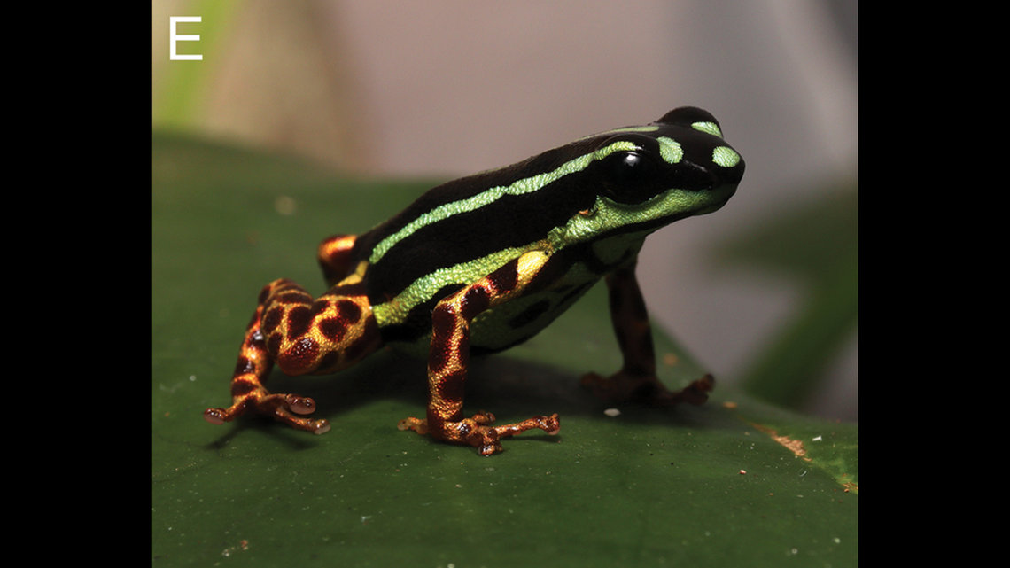 The tiny frog has metallic chrome orange legs with crimson spots, researchers said.