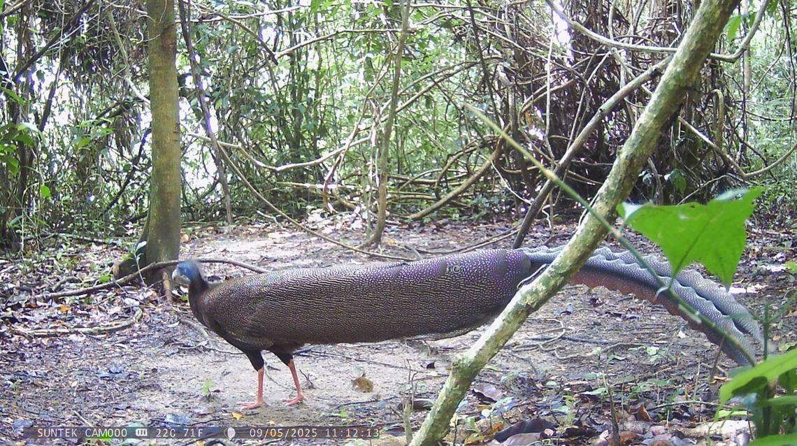 A great argus seen at Kathun Wildlife Sanctuary on May 10.
