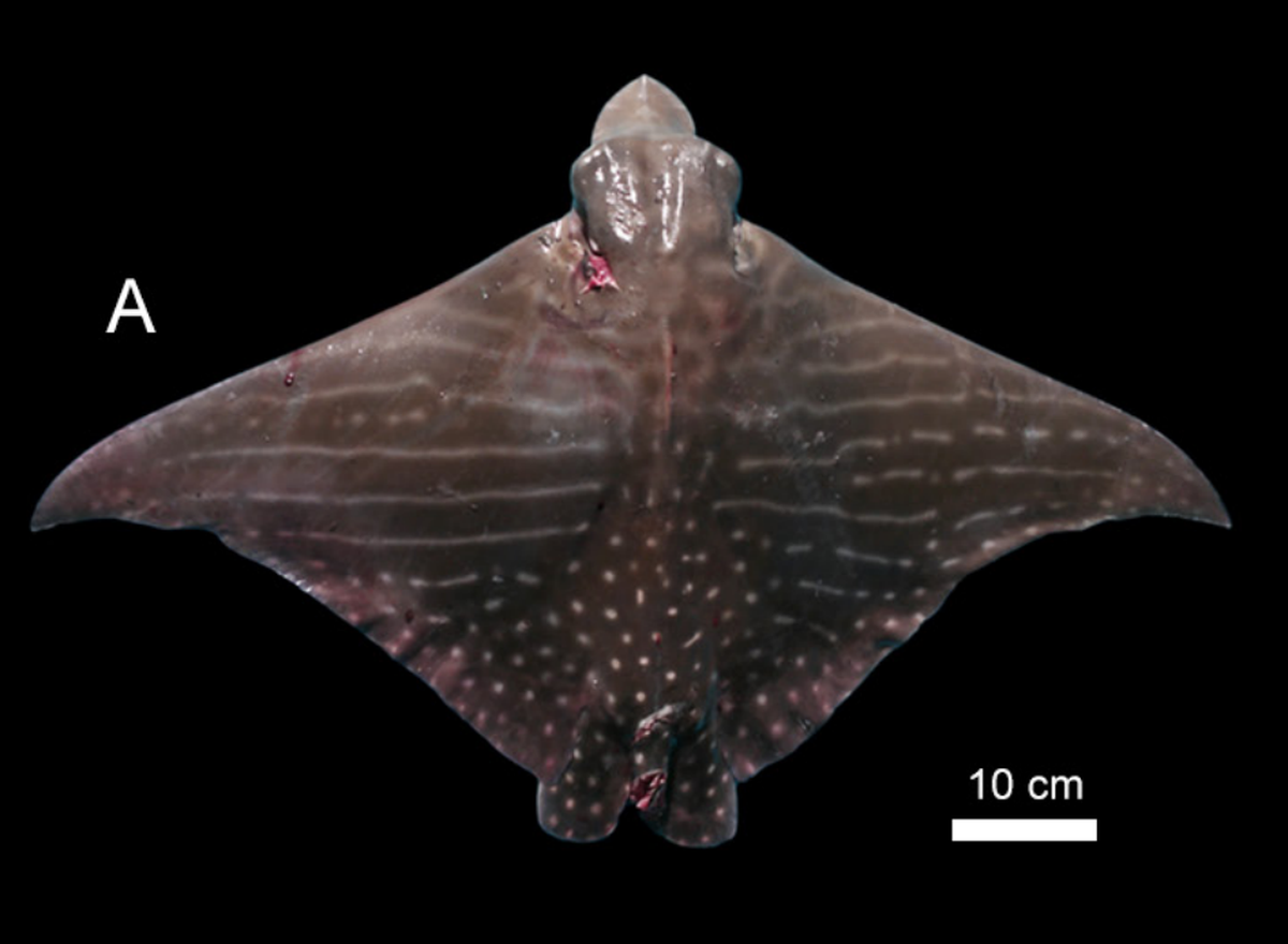 A nearly 3-foot-wide roughskin eagle ray, or Aetomylaeus asperrimus, caught near La Libertad.