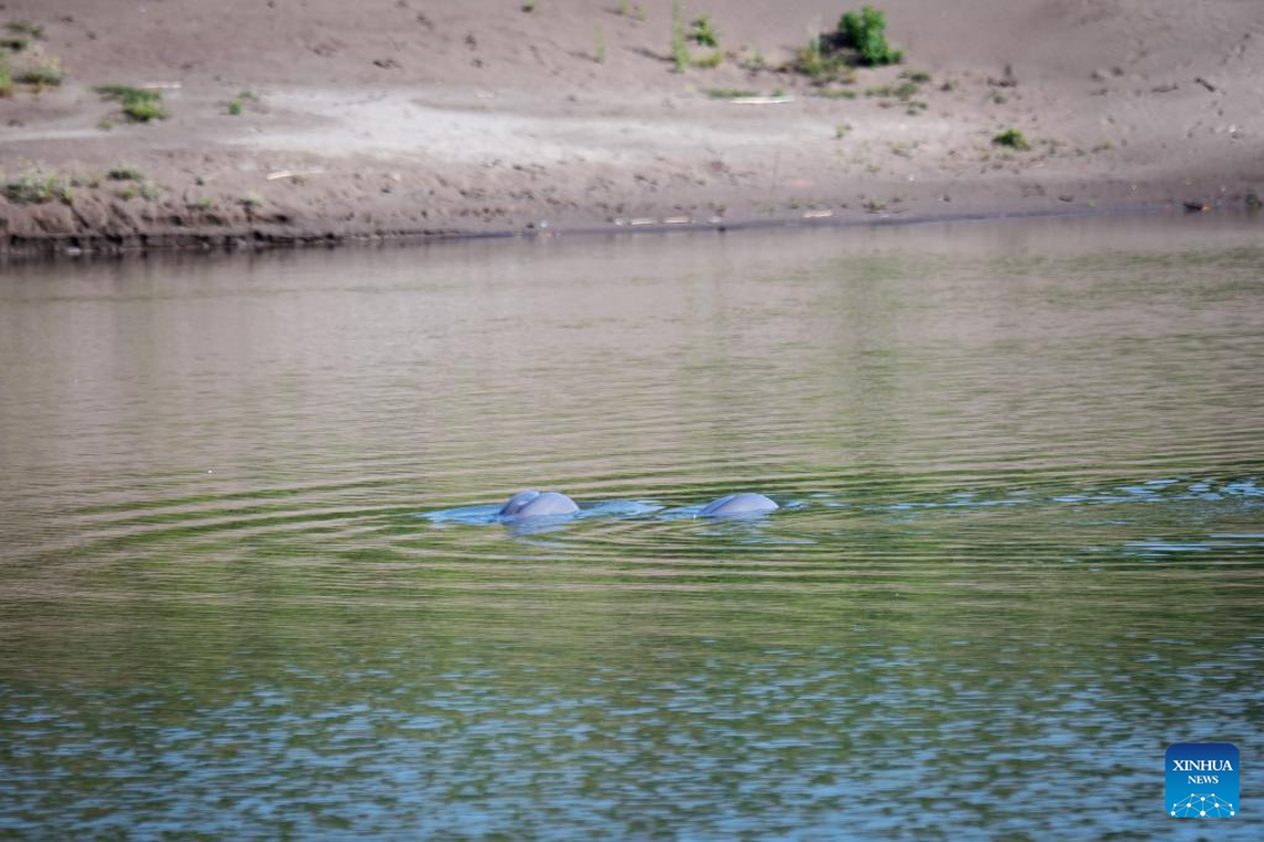 The two Yangtze finless porpoises seen soon after being released in April 2023.