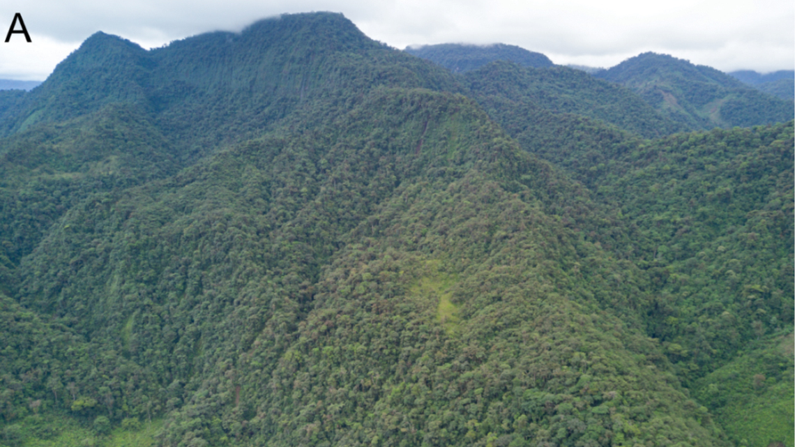 Scientists trapped small, spiny animals in the mountain forests of Chocó Biogeographic region and discovered a new species, a study said.