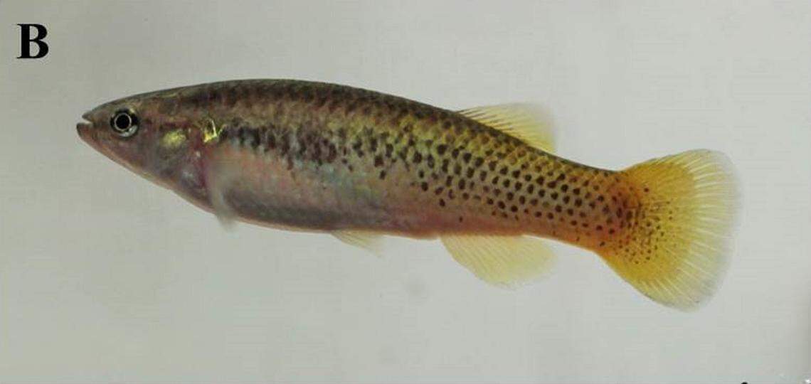 A female Profundulus hectori, or Hector’s killifish.