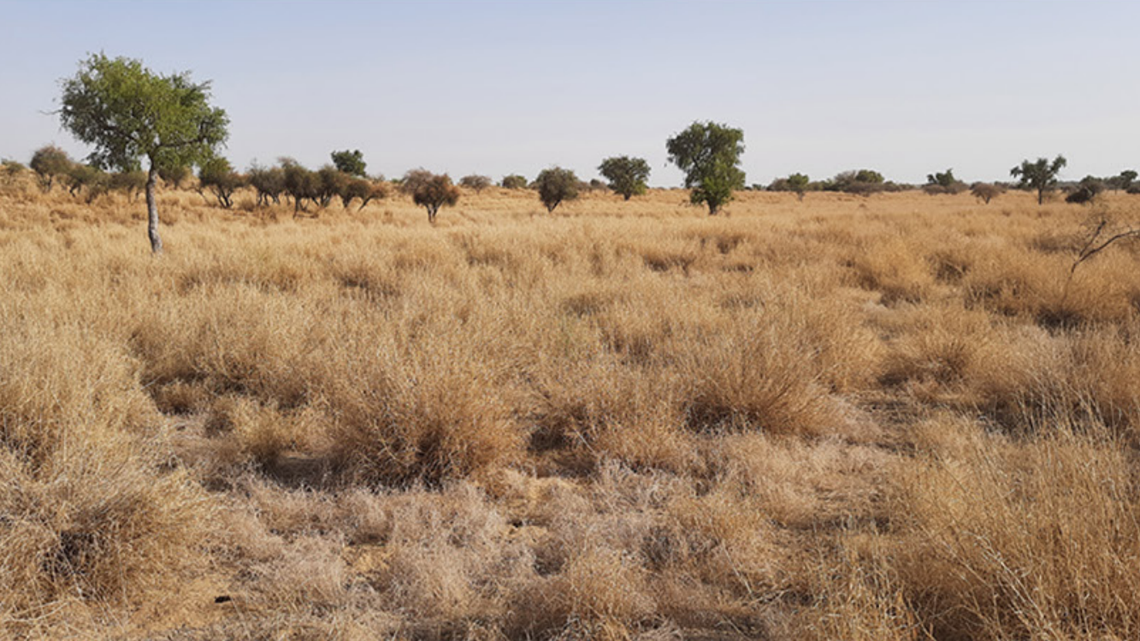 Scientists found “shy” animals hiding under rocks in India and discovered two new species, a study said. Photo shows the grassland of Rajasthan.