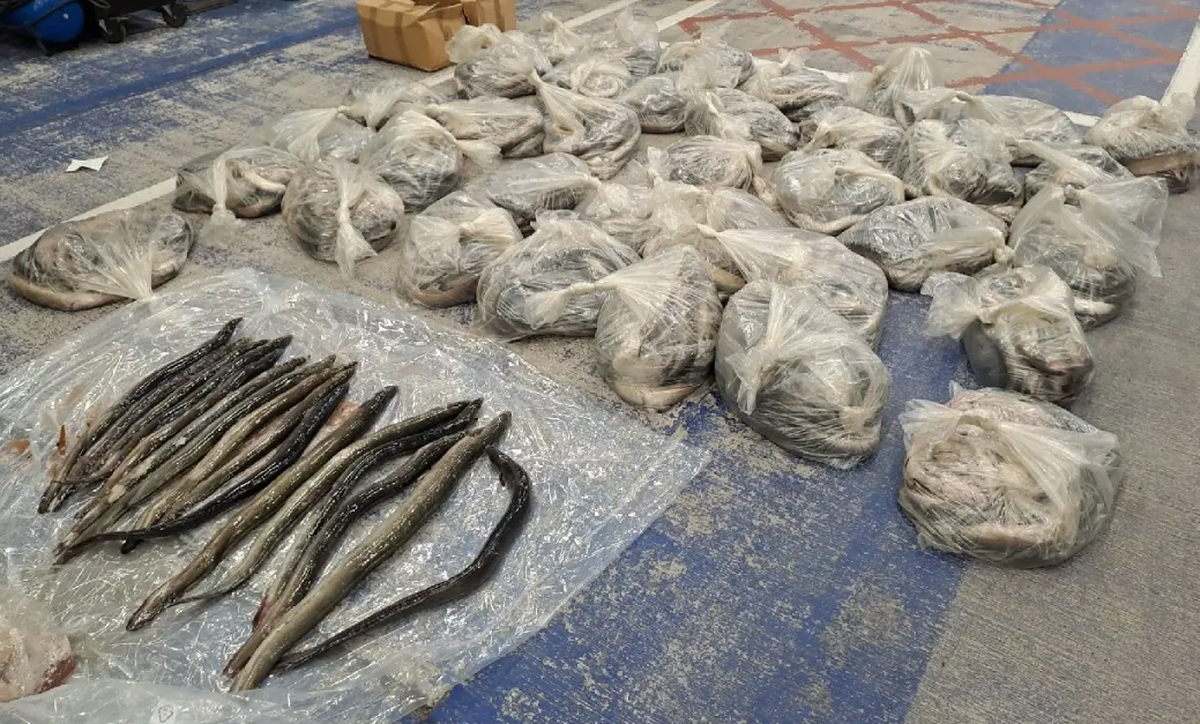 Just under 50,000 pounds of glass eels were seized in Operation LAKE, the agency said.