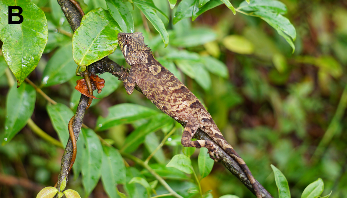 A female Acanthosaura grismeri, or Grismer’s pricklenape lizard.