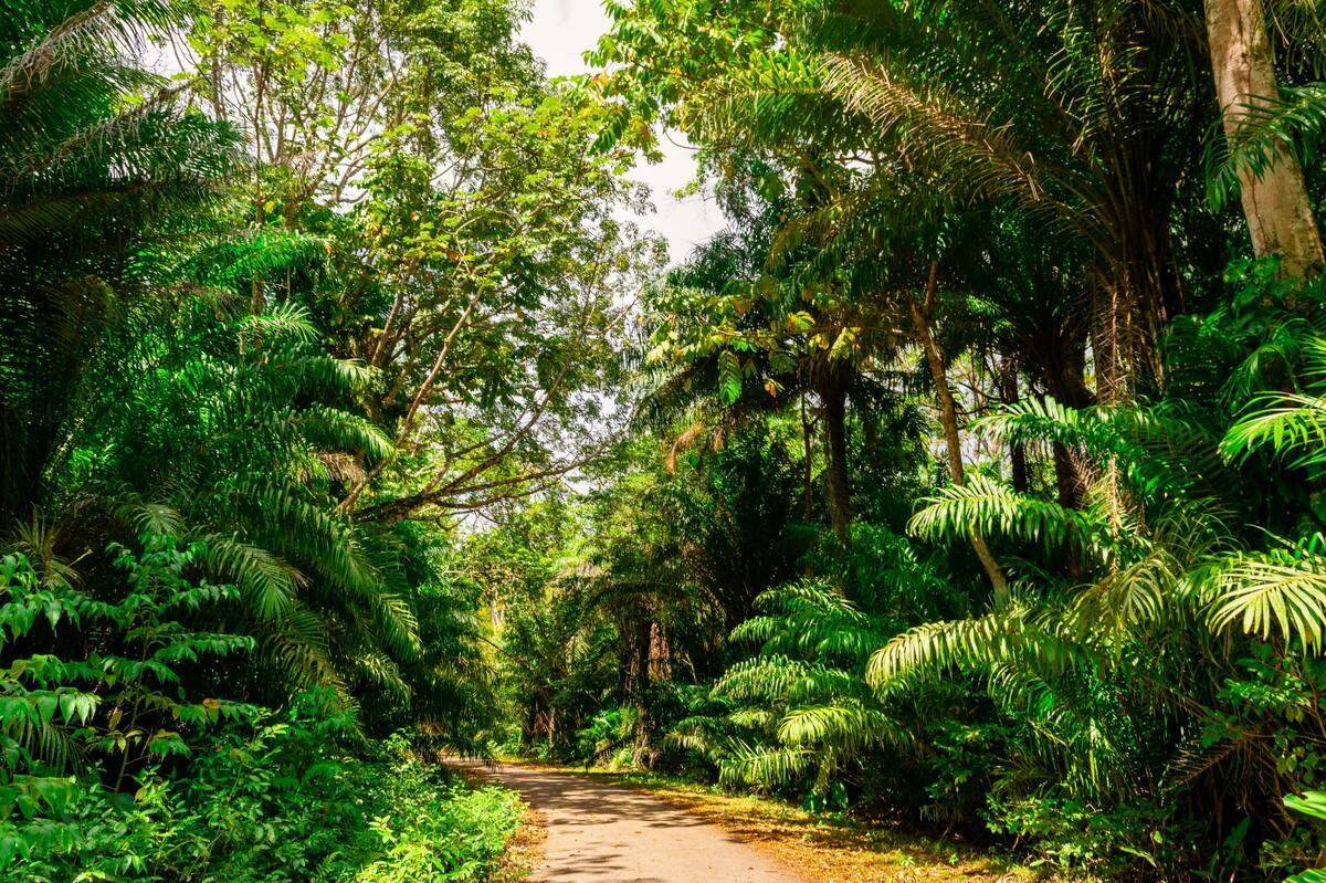 Scientists found a 5-foot-long animal near a road in Trinidad and discovered a new species, a study said. Photo shows a representative area.