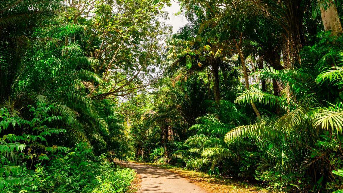 Scientists found a 5-foot-long animal near a road in Trinidad and discovered a new species, a study said. Photo shows a representative area.