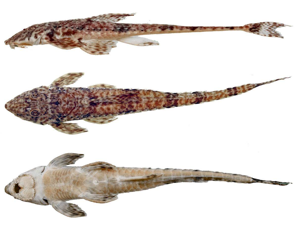 A Rineloricaria buckupi, or Buckup’s whiptail catfish.