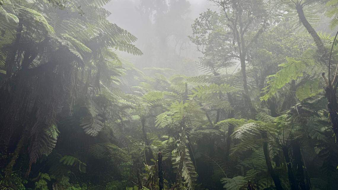 Scientists rediscovered the red-bellied squeaker frog, a species feared extinct, in Democratic Republic of the Congo. Photos show the first sighting since the 1950s.