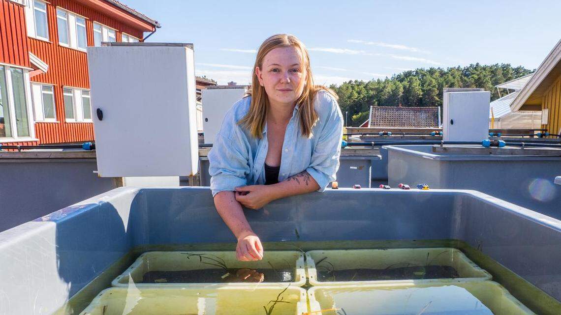 Erica Wik, a graduate student at the University of Gothenburg, was growing and studying marine eelgrass when she discovered a bubble snail in the tank, according to a news release.
