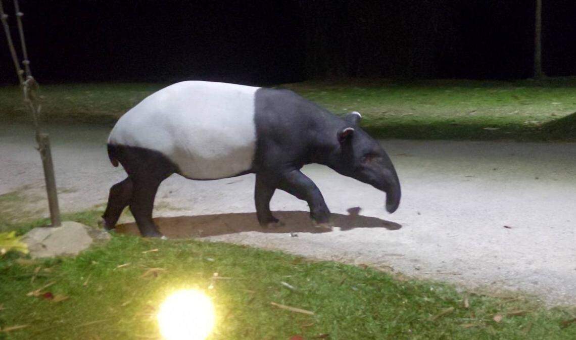 The Malayan tapir seen by campers in Kaeng Krachan National Park.