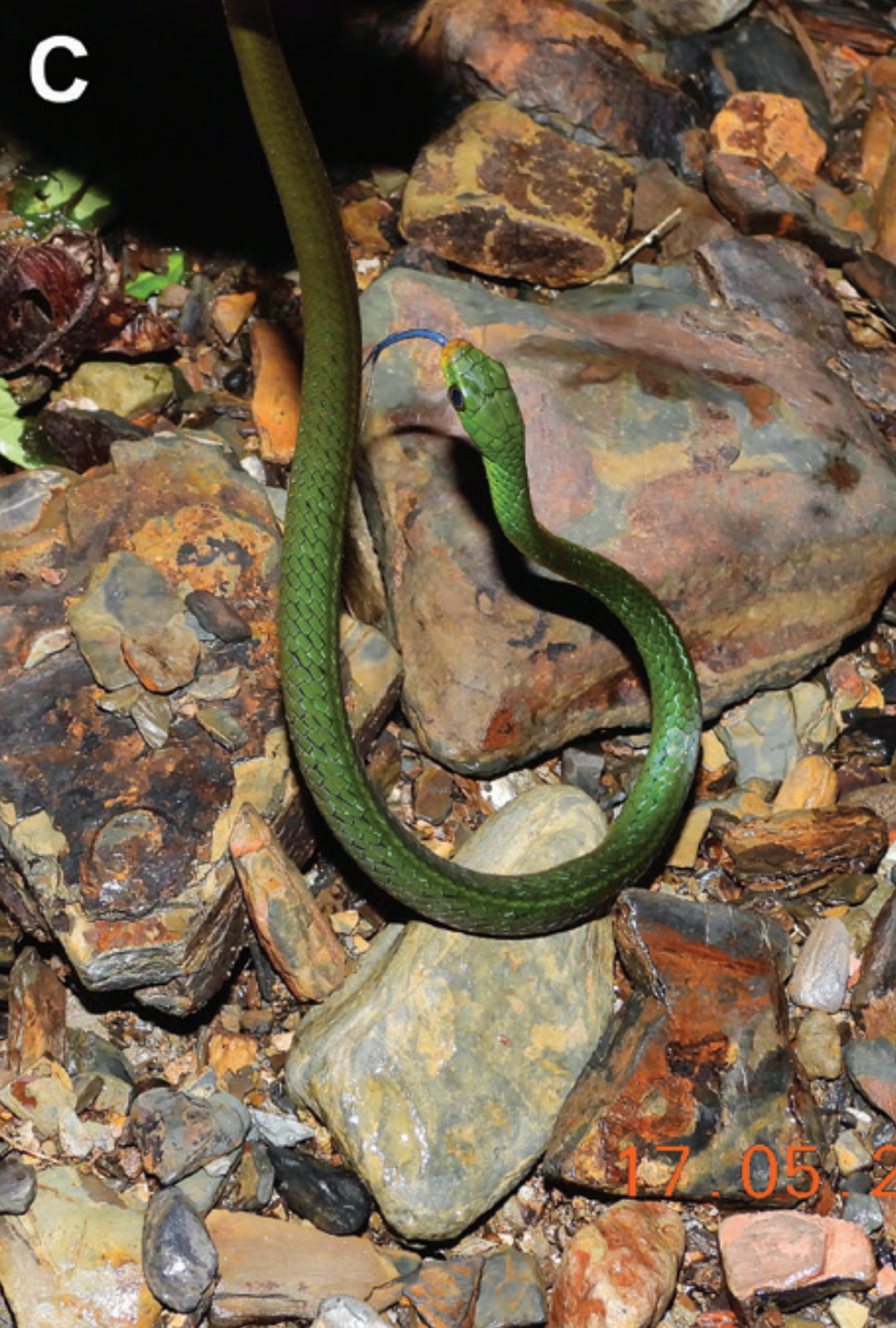 A Chironius whipala, or whipala sipo snake.