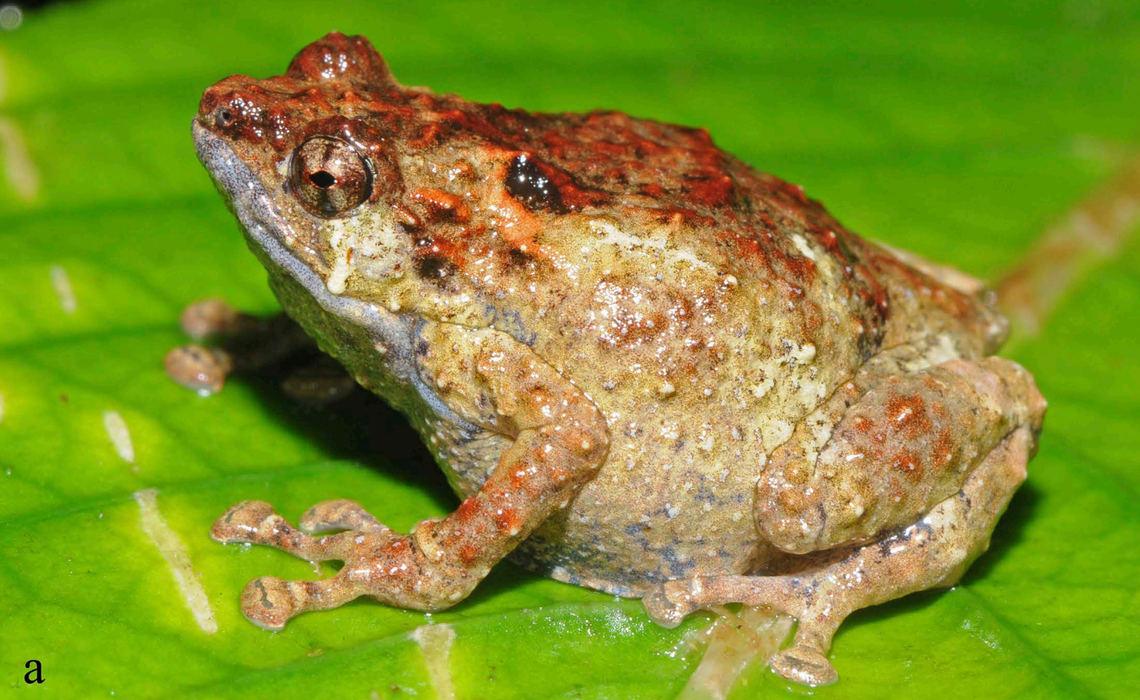 A Choerophryne frieda, or Frieda River frog.
