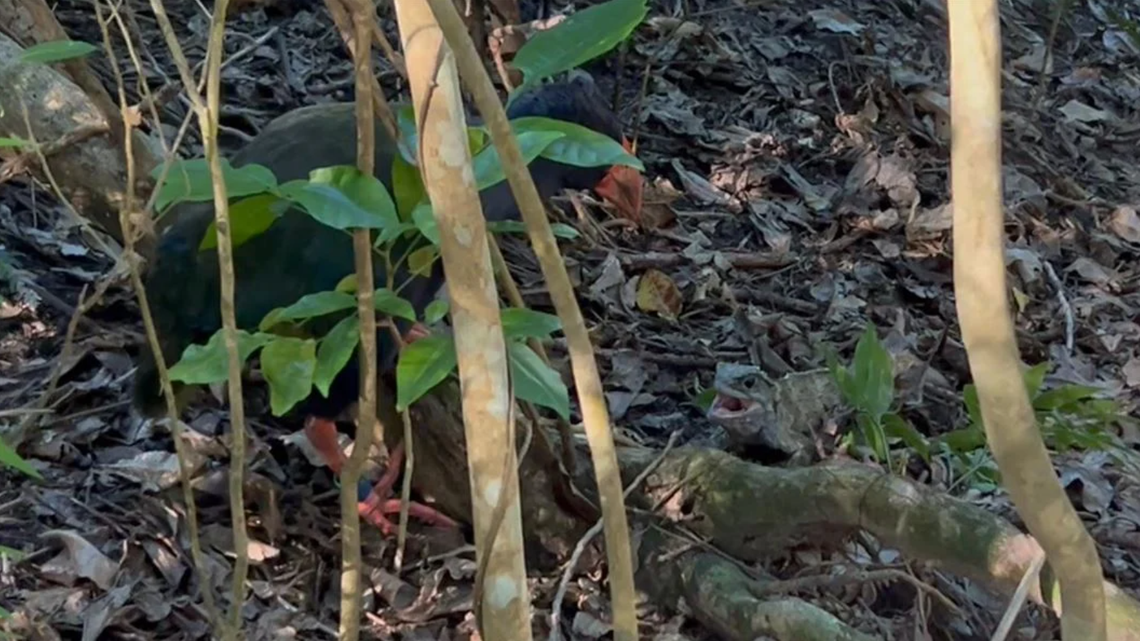A wildlife ranger in New Zealand filmed “rare footage” of a fight between a flightless bird and the country’s “largest reptile,” officials said.