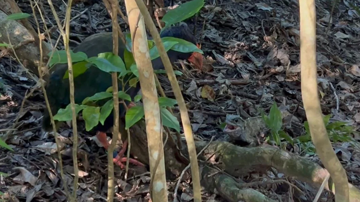 A wildlife ranger in New Zealand filmed “rare footage” of a fight between a flightless bird and the country’s “largest reptile,” officials said.