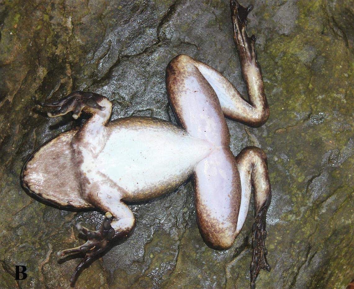A Quasipaa binhi, or Binh’s spiny frog, as seen from below.
