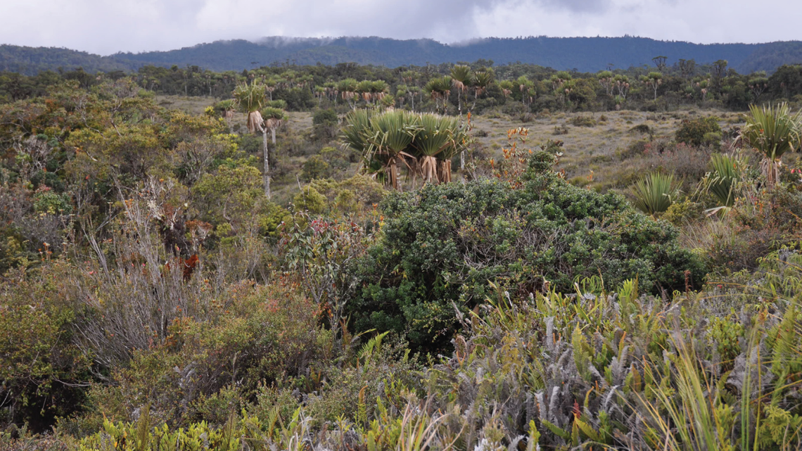 The new species has only been seen three times in the mountains of central Papua New Guinea, researchers said.