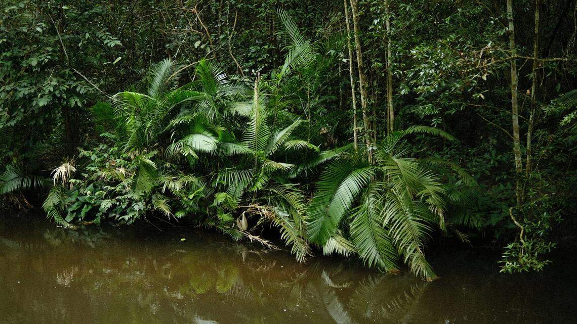 Betta iaspis was found in only one small forest peat swamp next to a “huge” oil palm plantation, researchers said.