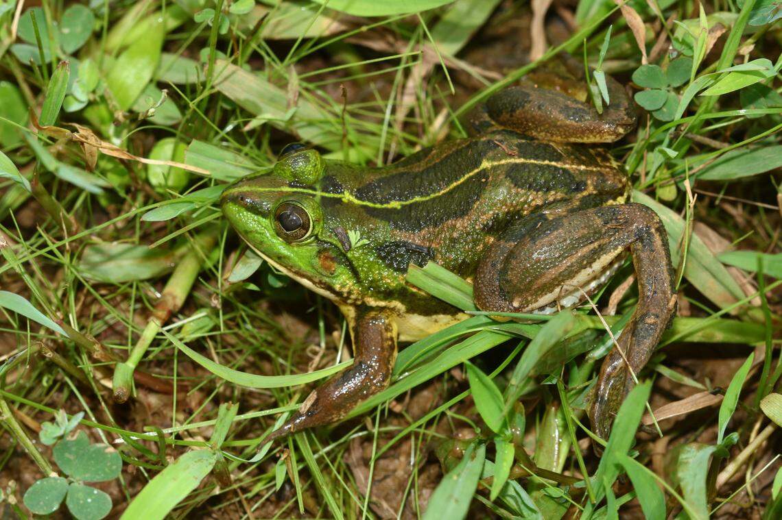 A Phrynoderma konkani, or Konkan pond frog.