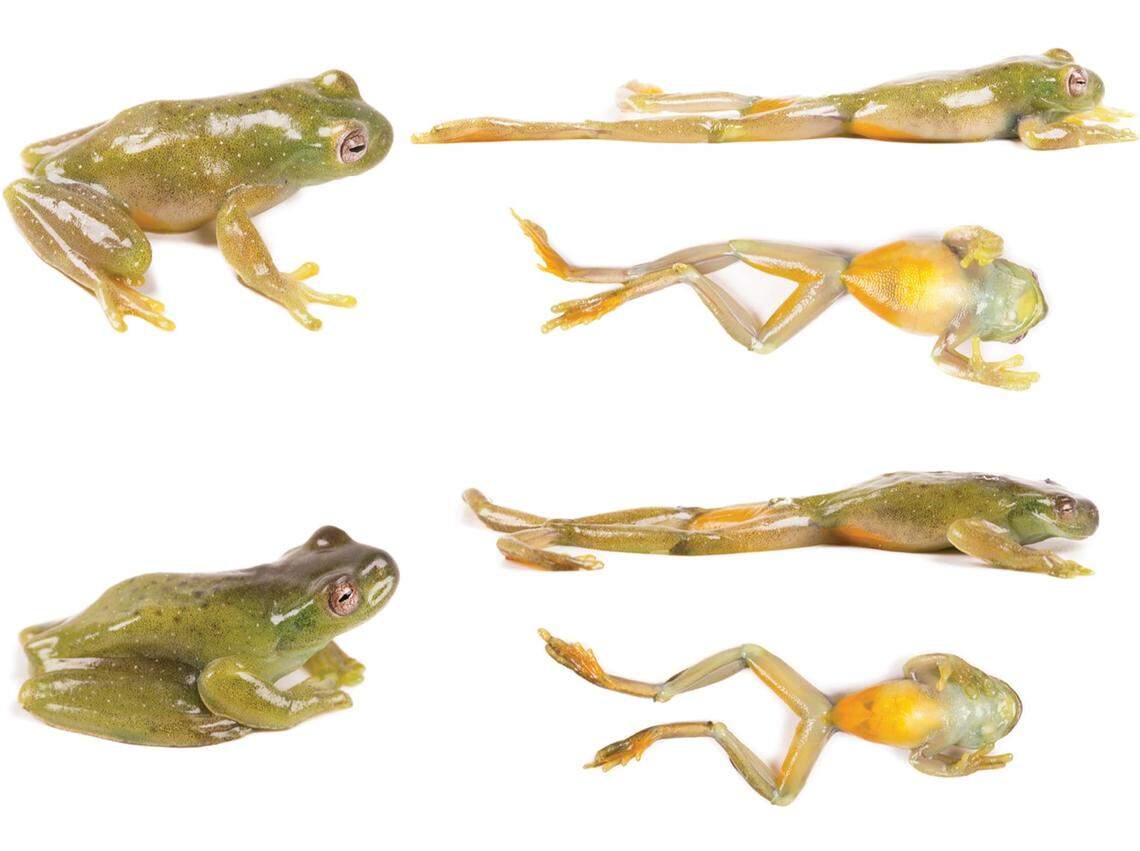 Two Hyloscirtus maycu, or Maycu stream frogs, seen from several different angles.